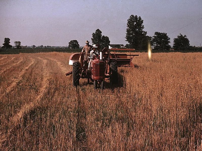 Harvesting oats, southeastern Georgia