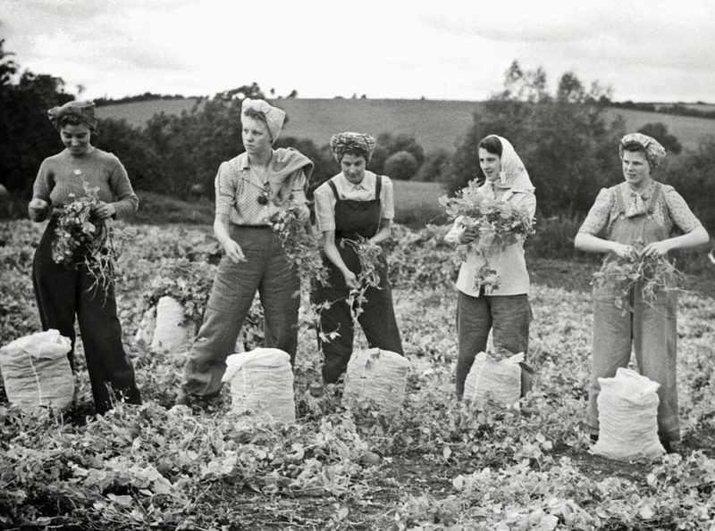 The women who took care of farming during WWIIInteresting photos show