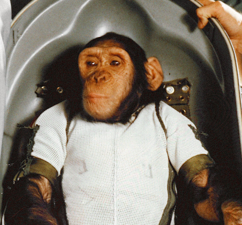 Chimpanzee_Ham_in_Biopack_Couch