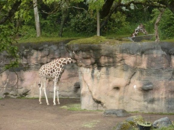 crazy long necked giraffe
