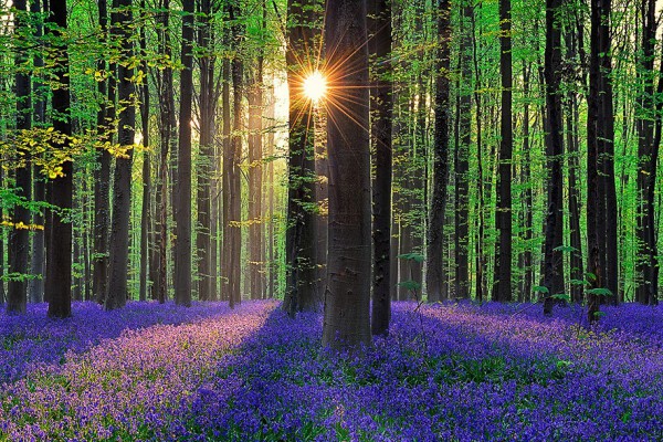 bluebell-forest-hallerbos-belgium-nature-photography-2
