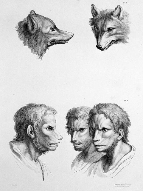 L0010075 The relation between the human physiognomy and that of the Credit: Wellcome Library, London. Wellcome Images images@wellcome.ac.uk http://wellcomeimages.org A series of lithographic drawings illustrative of the relation between the human physiognomy and that of the brute creation 1827 A series of lithographic drawings illustrative of the relation between the human physiognomy and that of the brute creation / J. G. Legrand Published: 1827. Copyrighted work available under Creative Commons Attribution only licence CC BY 4.0 http://creativecommons.org/licenses/by/4.0/
