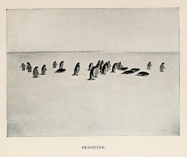 A photograph of penguins