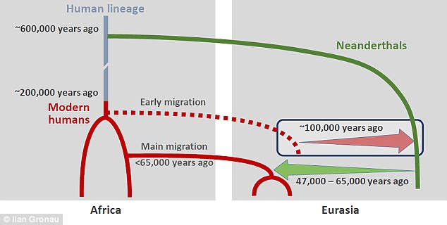 This diagram shows the scenario of interbreeding between humans and Neanderthals. Source IIan Gronau 