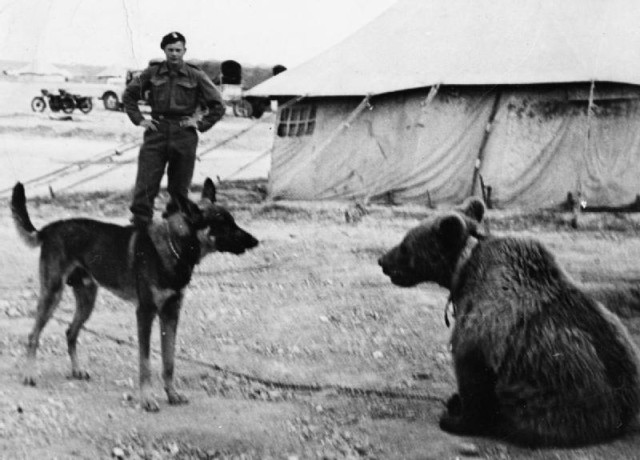 In the Middle East, a soldier of the 22nd Transport Artillery Company (Army Service Corps, 2nd Polish Corps) watches as a dog warily eyes up an unusual recruit. source