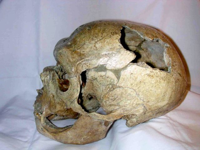 Skull from La Chapelle aux Saints.Source