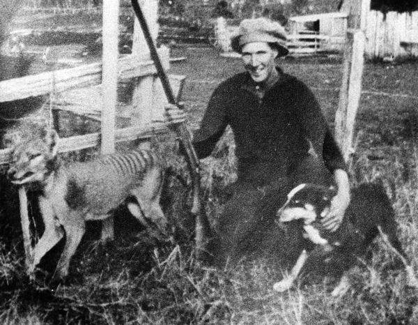 Wilf Batty with the last thylacine that was killed in the wild.SOurce