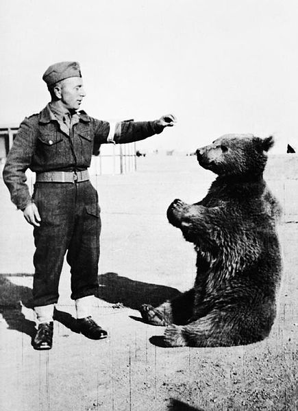 Wojtek sits in front of a soldier, 1942. source