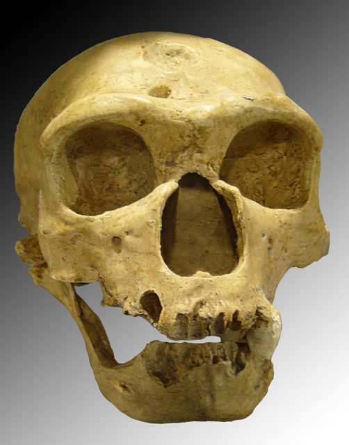 Homo neanderthalensis. Skull discovered in 1908 at La Chapelle-aux-Saints (France). Source