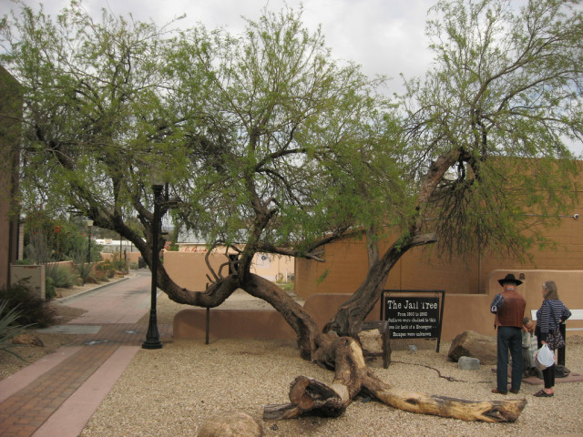 Jail Tree located in the corner of Tegner and Wickenburg Way in Wickenburg, Arizona.. source