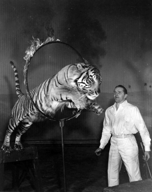 “Satan“, a 7-year-old Sumatra tiger, leaps through a flaming hoop