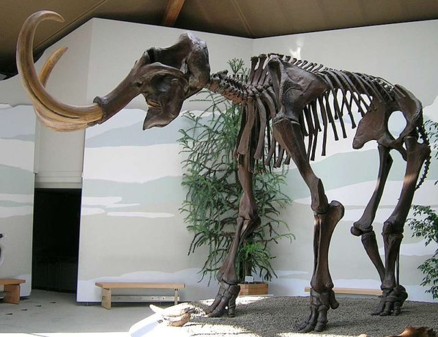 Siegsdorfer Mammut.source