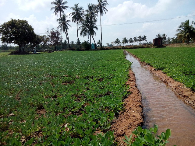 irrigating peanut field (Tamil Nadu).Source