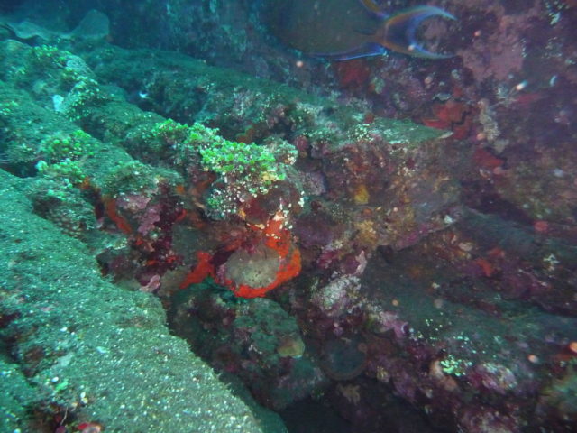 rail profiles heavily covered by corals at USAT Liberty wreck