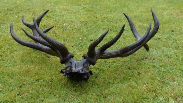 Red Deer Antlers.Source: University of Wales Trinity Saint David