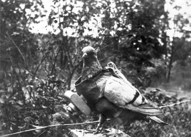 Pigeon with German miniature camera, probably taken during the First World War. Source