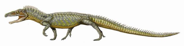 Proterosuchus. Proterosuchus fergusi.source