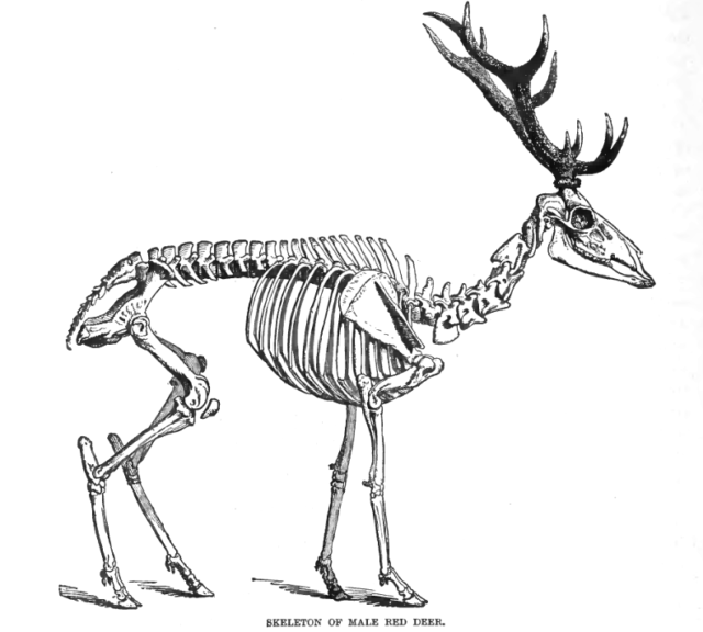 Skeleton of a stag Source