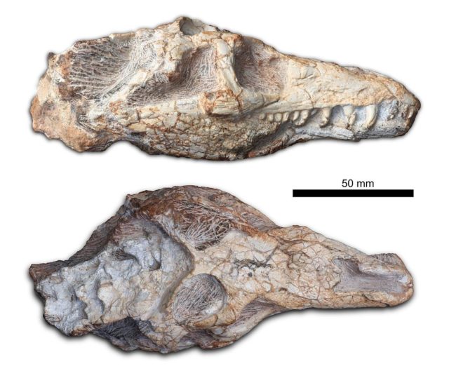 Skull of Teyujagua paradoxa, holotype.Source