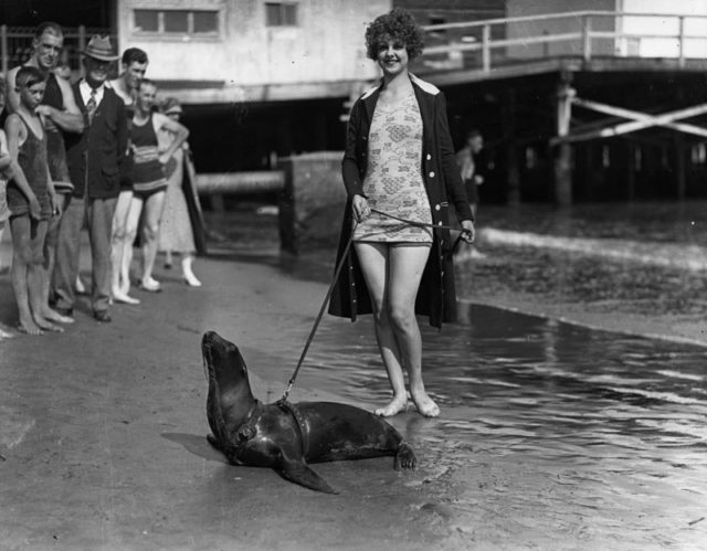 woman in a bathing suit is walking a leashed seal on the beach in Long Beach as people watch. . source