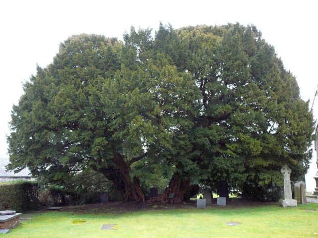 The Llangernyw Yew Source