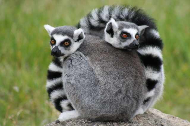 The ring-tailed lemur is one of over 100 known species and subspecies of lemur found only in Madagascar.Source