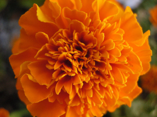Marigolds Source:Wikipedia/public domain