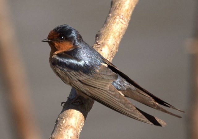 Hirundo neoxenA Source:By Aviceda - Own work, CC BY-SA 3.0, https://commons.wikimedia.org/w/index.php?curid=3688125