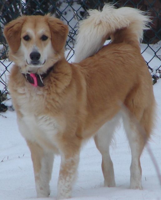 A heavy winter coat with countershading in a mixed-breed dog.Source