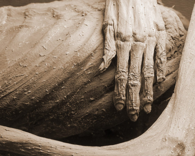 Hand of Guanajuato mummy. Due to weather and soil conditions, bodies tend to dehydrate and mummify in the city of Guanajuato, Mexico. Unclaimed bodies often end up for public exhibit. .Source