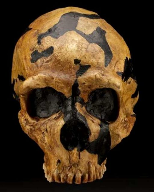 The excavated area produced nine skeletons of Neanderthals of varying ages and states of preservation and completeness (labelled Shanidar I – IX). Source