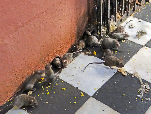The food nibbled by the rats is also considered holy and is sometimes consumed by a devotee. Source