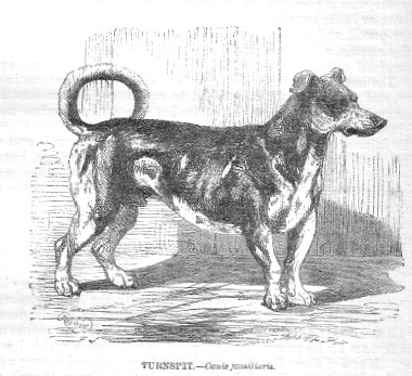 Turnspitdog-1862 Source:Wikipedia/public domain