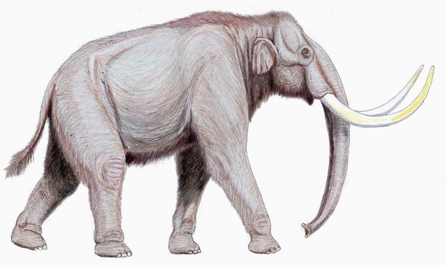 Restoration of a steppe mammoth Photo Credit