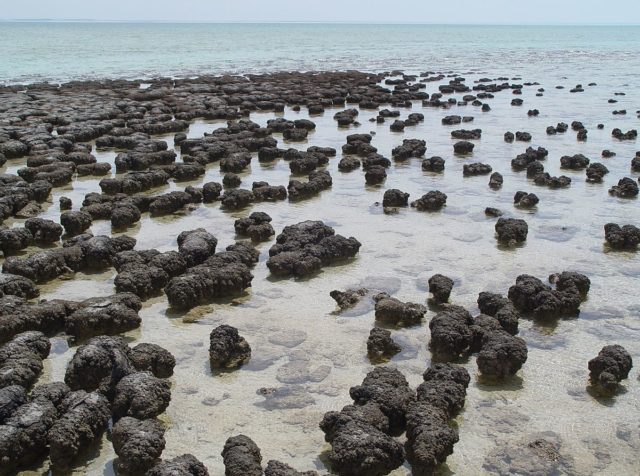 1200px-Stromatolites_in_Sharkbay