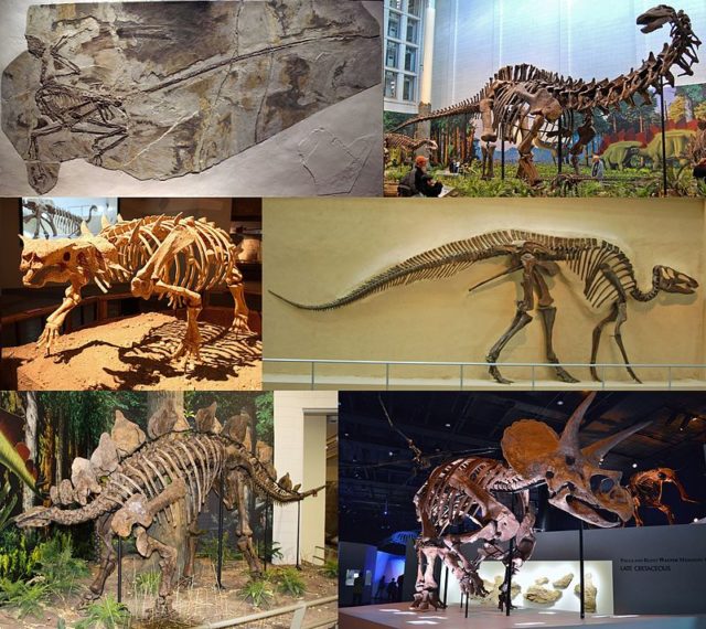 Montage of six dinosaur fossils Photo Credit