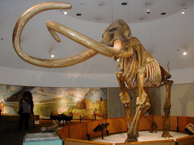  Columbian mammoth Photo Credit