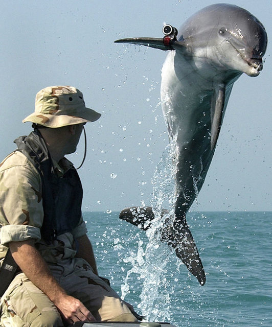 A U.S. Navy Marine Mammal Program dolphin named KDog, wearing a locating pinger, performed mine clearance work in the Persian Gulf during the Iraq War. Source:Wikipedia/Public Domain