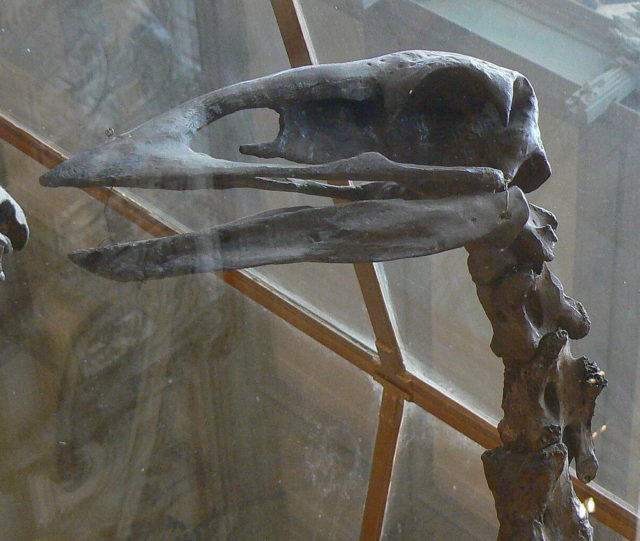 Aepyornis skull Source:Wikipedia/Public Domain