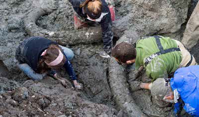 A team of U-M paleontologists, led by Daniel Fisher Source:http://alumni.umich.edu/