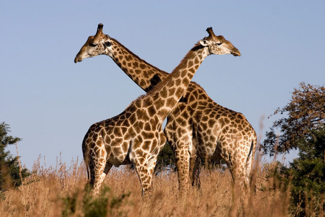Here, male southern giraffes engage in low intensity necking to establish dominance, in Ithala Game Reserve, Kwa-Zulu-Natal, South Africa. By Luca Galuzzi (Lucag) - Photo taken by (Luca Galuzzi) * http://www.galuzzi.it, CC BY-SA 2.5, https://commons.wikimedia.org/w/index.php?curid=1810579