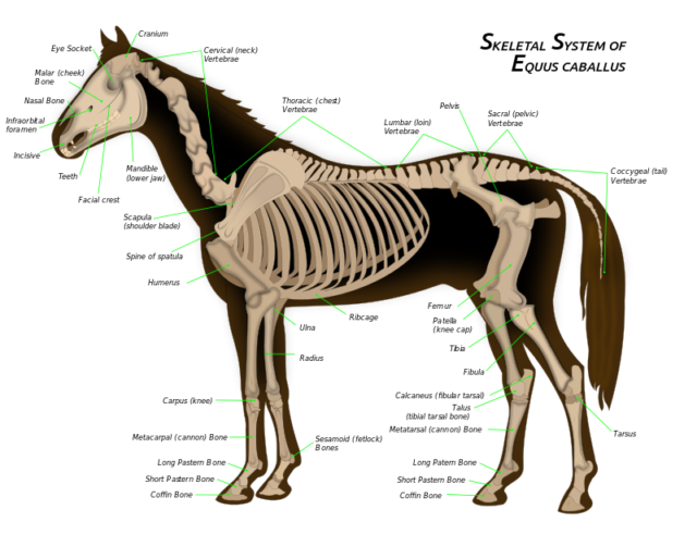Skeleton of a horse Photo Credit