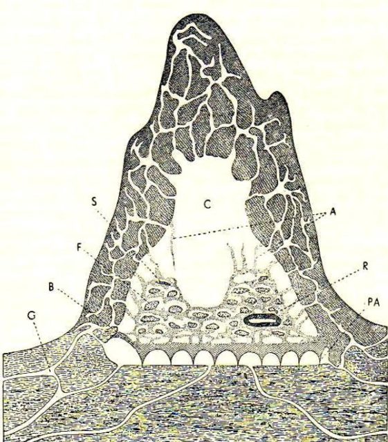 Structure of a Macrotermes natalensis mound