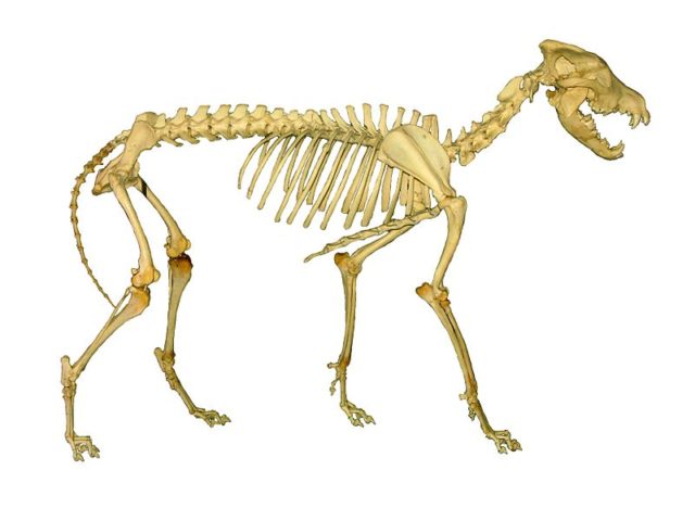 Gray wolf skeleton Photo Credit