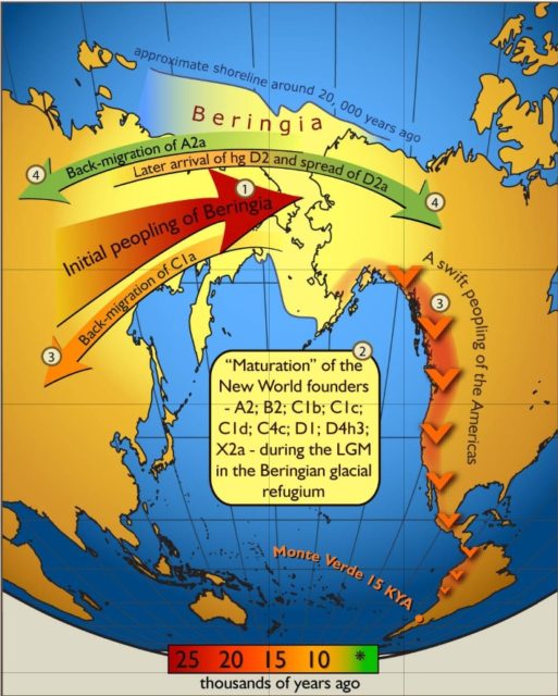 Schematic illustration of maternal (mtDNA) gene-flow in and out of Beringia Photo Credit