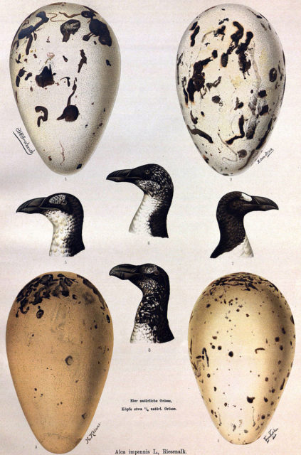 Paintings showing variation in egg markings, as well as seasonal and ontogenic differences in plumage - By F. W. Frohawk, R. Dieck, H. Klönne and Bruno Geisler. - http://rzbl04.biblio.etc.tu-bs.de:8080/docportal/servlets/MCRFileNodeServlet/DocPortal_derivate_00017538/3204-7060.pdf;jsessionid=BD617DDAA31678DD531B7A18CA14C89D, PD-US, https://en.wikipedia.org/w/index.php?curid=34565564
