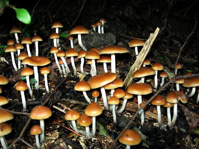 Psilocybin mushroom Photo Credit