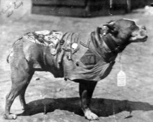 Sergeant Stubby wearing his coat and medals. Source: Wikipedia/Public Domain