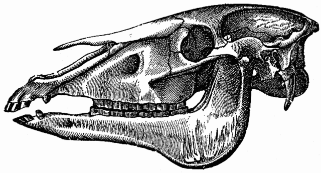 Skull of a horse 