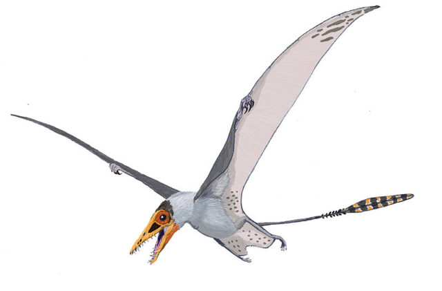 pterosaur Photo Credit